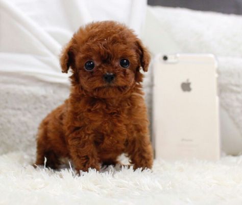 Teacup Poodle Full Grown, Poodle Full Grown, Micro Teacup Poodle, Micro Poodle, Chocolate Poodle, Teacup Poodle, Tea Cup Poodle, Adorable Puppies, Toy Poodle