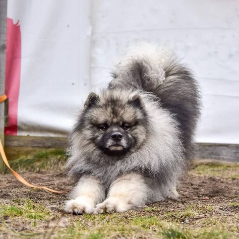 Spitz Dog Breeds, Keeshond Puppy, Keeshond Dog, Spitz Dog, Nature Friends, German Spitz, Spitz Dogs, Dogs Breeds, Interesting Facts