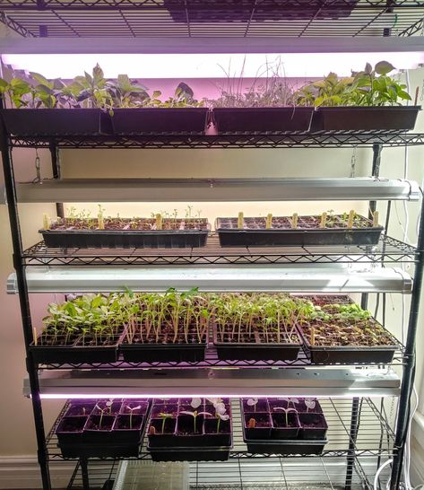 Hoop House, Indoor Farming, Starting Seeds, Spring Planting, Garden Catalogs, Urban Farmer, Starting Seeds Indoors, Grow Lights For Plants, Gardening Techniques