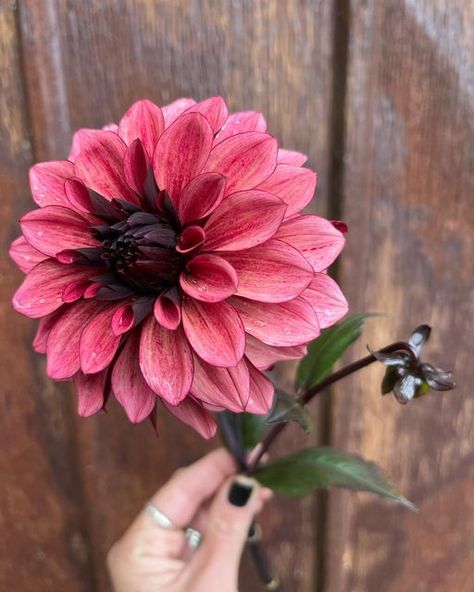 Heather Kent on Instagram: "✨She stopped me in my tracks this morning -- what a freakin stunner this ‘night silence’ dahlia is ✨🤟 into a spooky bridal bouquet for @hand_and_dagger_studio you go baby 🖤🍂. . . . #unicornblooming #feederflowerfarm #flowerfarming #farmerflorist #nightsilence" Milena Fleur Dahlia, Night Silence Dahlia, Dahlia Garden, Garden 2023, Crown Collection, Paint Inspo, Dahlias Garden, Garden Life, Botanical Beauty