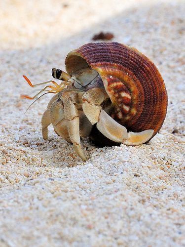 Hermit Crab Photography, Hermit Crab Shells, Crab Art, Hermit Crabs, Tortoise Shell Cat, Interesting Animals, Underwater Life, Hermit Crab, Aquatic Animals