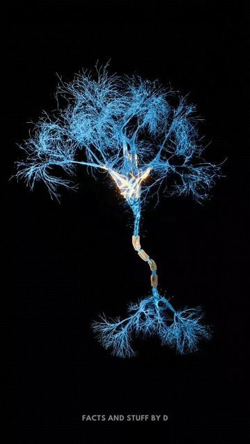 schoolofmedics on Instagram: "A Neuron - A cell of thought? Neuron is a specialized cell that transmits information through the entire body including brain and spinal cord by generating and conducting electrical impulses. There 100 billion neurons in each of us. 📸 -@facts_and_stuff_by_d #biology #neurons #humanbrain #neuron #synapses #facts_and_stuff_by_d #factsandstuffbyd" Synapses Neurons, Synapse Neurons, Brain Synapse, Neuron Synapse, Brain And Spinal Cord, Brain Neurons, Purple Art Abstract, Motion Graphics Typography, Christian Graphic Design