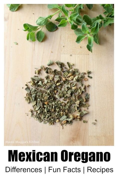 Mexican Oregano Recipes, Oregano Recipes, Homemade Chorizo, Mexican Oregano, Oregano Plant, Traditional Mexican Dishes, Homemade Mexican, Storing Spices, Tasty Meat