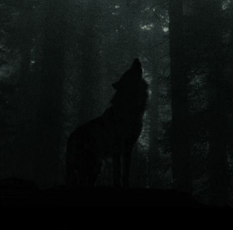 Werewolf Dark Aesthetic, Dark Snowy Forest Aesthetic, Wolf Core Aesthetic, Wolfcore Aesthetic, Wolf Aesthetic Dark, Dark Wolf Aesthetic, Werewolf Aesthetic Male, Werewolf Aesthetic Female, Werewolf Core