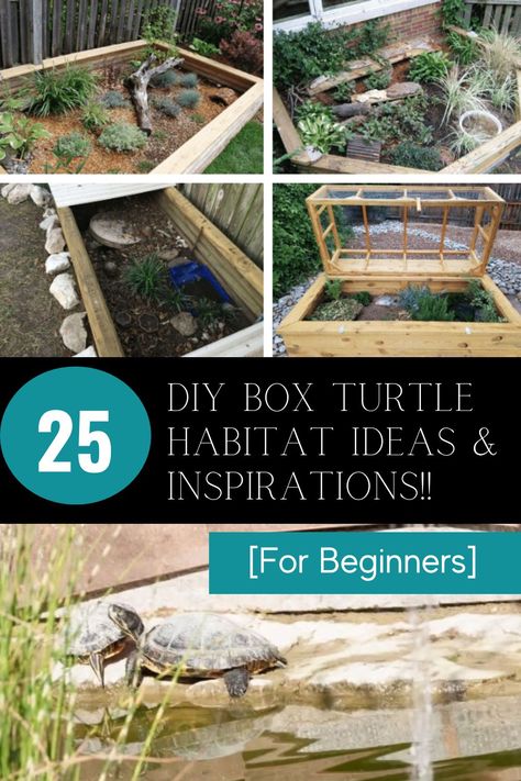 Unlock your creativity with DIY Turtle Habitat ideas! 🐢💡 Whether you're a beginner or a seasoned DIY enthusiast, get inspired to create a unique and comfortable habitat for your pet turtle. Discover creative ideas and find inspiration to design a space that mimics their natural environment. From tank decorations to basking spots, unleash your imagination and give your turtle a home they'll love. Dive into the world of DIY Turtle Habitats and make your pet's living space truly special. Diy Outdoor Turtle Enclosure, Turtle Backyard Habitat, Turtle Tub Setup, Desert Turtle Habitat Ideas, Turtle Table Tortoise Habitat, Turtle Homes Ideas Outdoor, Turtle Garden Ideas, Eastern Box Turtle Habitat Outdoor, Diy Turtle Habitat Outdoor