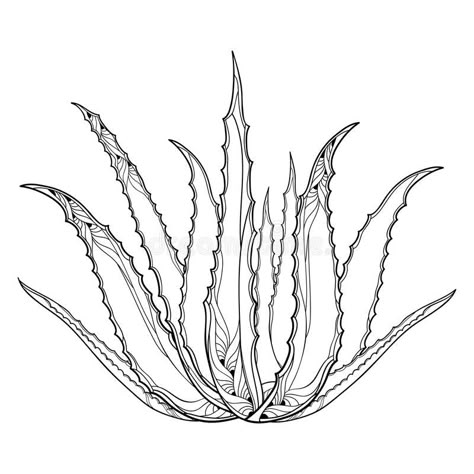 Vector drawing of outline Aloe vera or true Aloe plant with fleshy leaf in black isolated on white background. Alternative medicinal and cosmetic plant in stock illustration Aloe Vera Tattoo, Aloe Vera Image, Desert Drawing, Plant Drawings, Plant Sketches, Cactus Drawing, Plant Room Ideas, Nature Sketch