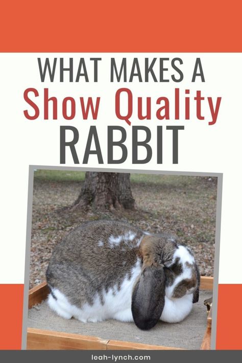 Ffa Rabbit Showing, Show Rabbit Setup, Showing Rabbits Ffa, 4h Rabbit Showing, 4 H Rabbits, 4h Rabbit Poster Ideas, Showing Rabbits In 4h, Rabbit Showmanship, Rabbitry Setup Ideas