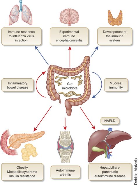 Speculative Design, Infographic Inspiration, Brain Connections, Gut Brain, Gut Microbiota, Autoimmune Disorder, Immune Response, Anatomy And Physiology, Positive And Negative