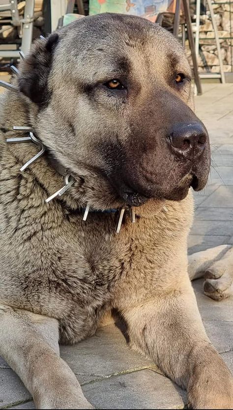 Kangal Dog Puppies, Kangal Dog Aesthetic, Kangal Shepherd Dog, Turkish Kangal Dog, Turkish Kangal, Alabai Dog, Kangal Dog, Livestock Guardian Dog, Funny Looking Cats