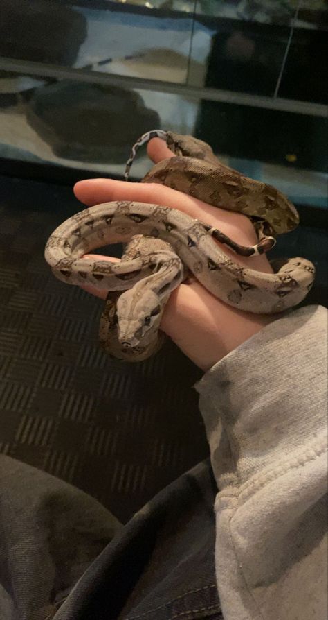 Cool Pet Snakes, Snake As Pet, Pet Lizard Aesthetic, Snake Asthetic Picture, Cute Snake Aesthetic, Snake Asethic, Pet Snake Aesthetic, Snakes Aesthetic, Reptile Aesthetic