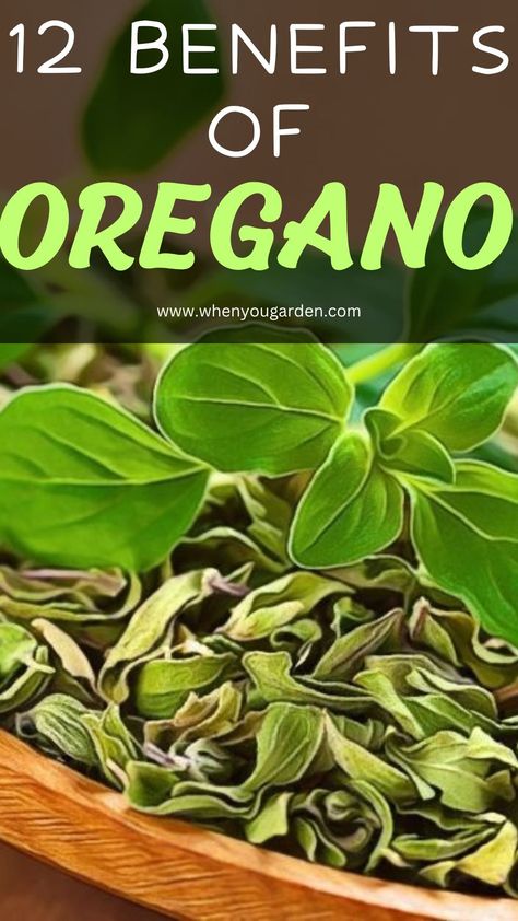 Benefits of Oregano Oil Oregano Benefits, Oregano Health Benefits, Benefits Of Oil Of Oregano, Oregano Tincture Benefits, Oil Of Oregano Benefits How To Use, Oregano Tea Benefits, Oil Of Oregano Benefits, Oregano Benefits, Benefits Of Oregano