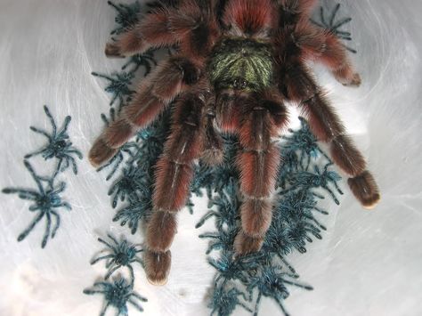 Tarantula Enclosure, Pet Tarantula, Pretty Hate Machine, Horror Comic, Wolf Spider, Pet Spider, Cool Bugs, Pink Toes, Spooky Spiders