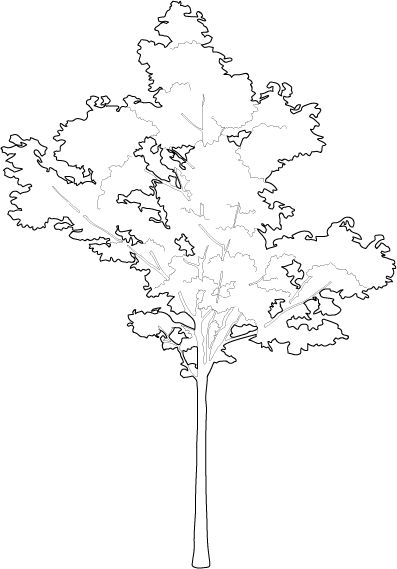 Small maple tree trees Tree Shapes Design, Trees Architecture Drawing, Tree In Architecture, Architecture Tree Sketch, Tree Concept Architecture, Small Tree Drawing, Tree Sketch Architecture, Tree Outline Silhouettes, Tree Architecture Drawing