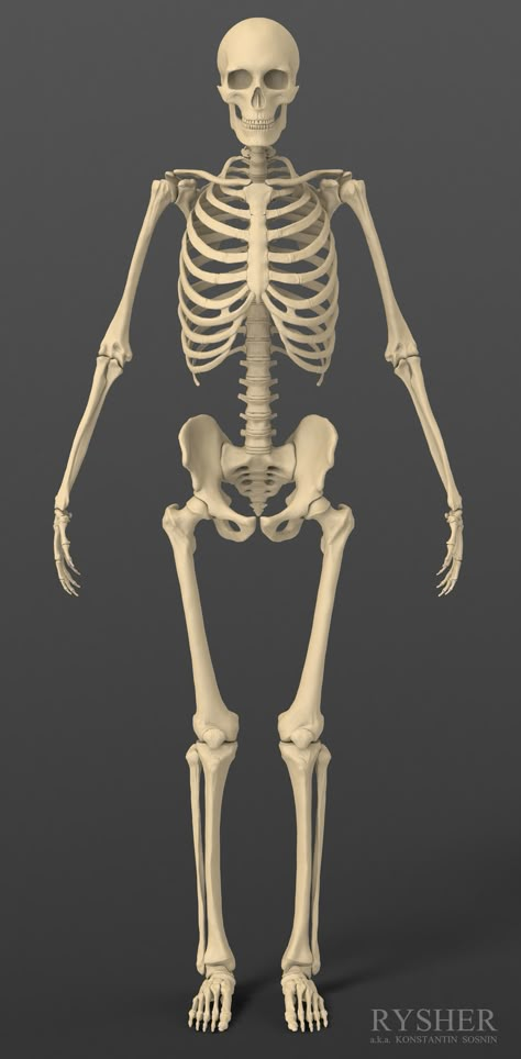 Точный реалистичный человеческий мужской скелет. 3D Модель $49 - .obj - Free3D Human Skeleton Model, Male Skeleton, Bone Drawing, Human Skeleton Anatomy, Skeleton Body, Anatomy Bones, Skeleton Anatomy, Skeleton Model, Human Pictures