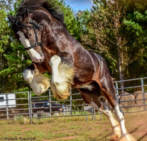 Big Horse Breeds, Draft Horse Breeds, Bay Stallion, Shire Horse, Clydesdale Horses, Big Horses, Most Beautiful Horses, Clydesdale, Draft Horses