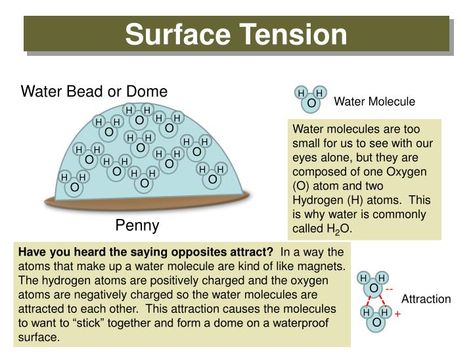 Surface Tension. Water Bead or Dome. Water Molecule. H. H. H. H. H. H. H. H. H. H. H. H. H. H. H. H. H. H. H. H. H. H. H. H. H. H. H. H. Library School, Oceans 11, Hydrogen Atom, Chemistry Education, Teaching Chemistry, Surface Tension, Grade 12, Water Molecule, Science Notes