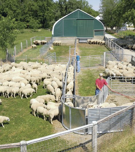 Something like this up by the Sheep barn for ease of herd maintenance. Sheep Barn, Cattle Corrals, Sheep House, Sheep Pen, Sheep Ranch, Sheep Farming, Livestock Barn, Raising Farm Animals, Goat Care