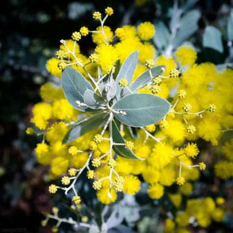 Acacia pycnantha Acacia Pycnantha, Front Yard Plants, Yard Plants, Baby Grows, Front Yard, Yard, Plants, Flowers