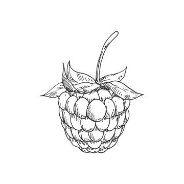 Blackberry Drawing, Raspberry Drawing, Raspberry Images, Garden Dessert, Plant Diet, Fruit Sketch, Desserts Drawing, Natural Farming, Fruits Drawing