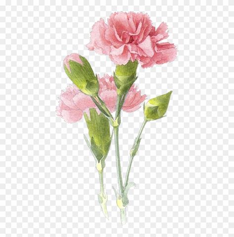 Birth Flower Watercolor, Carnation Watercolor, Carnation Drawing, Carnation Flower Tattoo, Orchid Flower Tattoos, Flower Bouquet Drawing, Carnation Tattoo, Green Carnation, Petite Tattoos