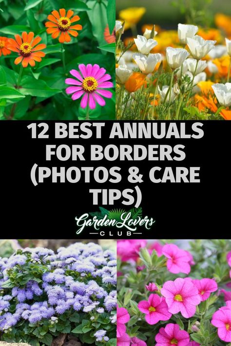 Do you want to create a “frame” for your garden? If so, you need the perfect bordering plants. Colorful annuals are a great option, but which ones are best? If you are wondering the same thing, keep reading. Here you can learn all about the 12 best annuals for borders. Annual Beds Design, Plants For Borders Flower Beds, Annual Borders Flower Beds, Annual Flower Bed Ideas, Bedding Plants Border, Bordering Plants, Landscaping Ideas Along Fence, Flowers For Borders, Fence Backyard Landscaping