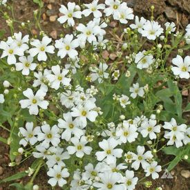 White, Baby's Breath Seeds Gypsophila Elegans, Tiny White Flowers, Baby S Breath, Baby's Breath, Caicos Islands, Pitcairn Islands, Flower Seeds, Garden Seeds, Turks And Caicos Islands