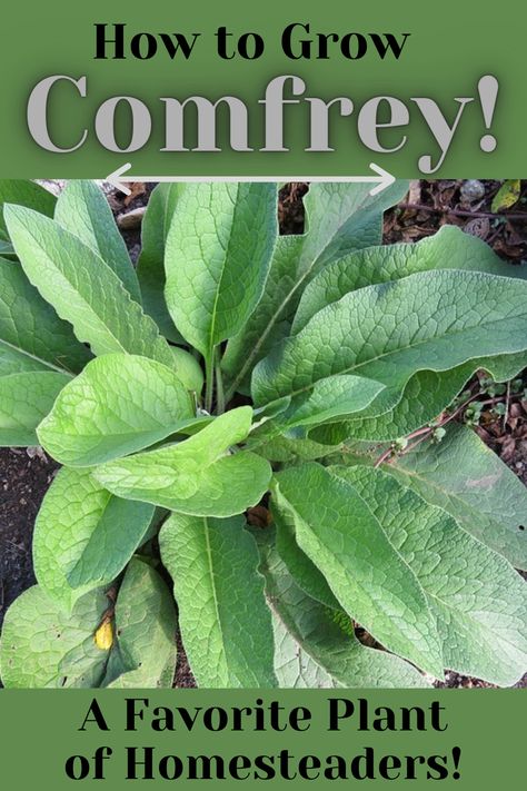 Russian Comfrey is an easy-to-grow perennial in Zones 4 through 9. It is a member of the Borage family of plants. Comfrey will shoot up quickly in early spring with its violet, pink and yellow bell-shaped flowers. Comfrey leaves contain high levels of potash and reasonable levels of nitrogen and phosphorus as well as smaller amounts of iron, calcium, and magnesium. Its concentration of nutrients actually outperforms manure, compost, and many liquid feeds. Comfrey Leaf Benefits, Comfrey Leaf Witchcraft, How To Harvest Comfrey, Comfrey Tea Fertilizer, Drying Comfrey Leaves, Comfrey Plant, Beginners Gardening, Homestead Gardening, Herbs Garden