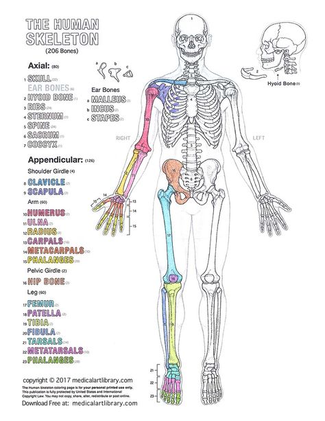 Human Body Diagrams - Medical Art Library Human Body Diagram, The Human Skeleton, Human Skeletal System, Human Skeleton Anatomy, Anatomy Notes, Anatomy Coloring Book, Anatomy Bones, Body Diagram, Skeleton Anatomy