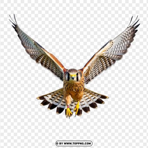 Bird Flying Front View, Hawk Wings, American Kestrel, Open Wings, Bird Wings, Kestrel, Birds Flying, Front View, Png Clipart