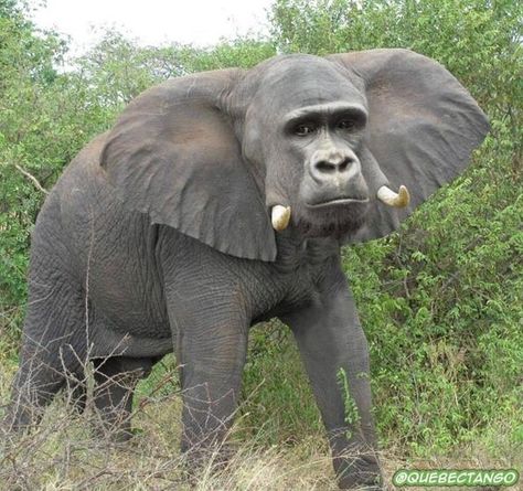 Gorilla elephant Animal Mashups, Photoshopped Animals, Pic Funny, Hybrid Animals, Animated Pictures, Anime Pic, Fake Animals, Animal Print Wallpaper, Animals Print