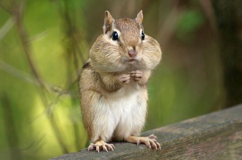 Chipmunk with cheeks full of sunflower seeds! Chipmunk Cheeks, Full Cheeks, Sunflower Seeds, Chipmunks, Squirrels, Sunflower, Seeds, Elephant, Collage