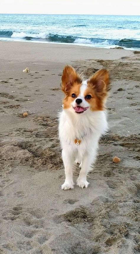 Papillion Puppies, Papillon Dog Puppy, Papillon Puppies, Aggressive Dog Breeds, Papillon Puppy, Papillon Dog, Puppies And Kitties, Cute Little Puppies, Aggressive Dog