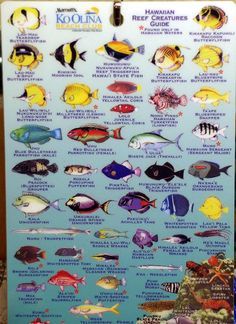 Snorkeling to see all the colorful fish and coral! Fish Chart, Fish Freshwater, Fish Colorful, Coral Fish, Reef Fish, Whale Sharks, Salt Water Fish, African Cichlids, Odd Stuff