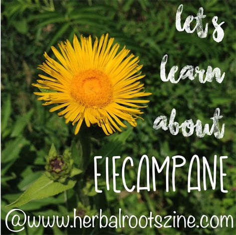 Learning About Elecampane Elecampane Root Benefits, Elecampane Benefits, Elecampane Plant, Herbal Bitters, Root Recipes, Herb Benefits, Medical Herbs, Healing Remedies, Natural Healing Remedies