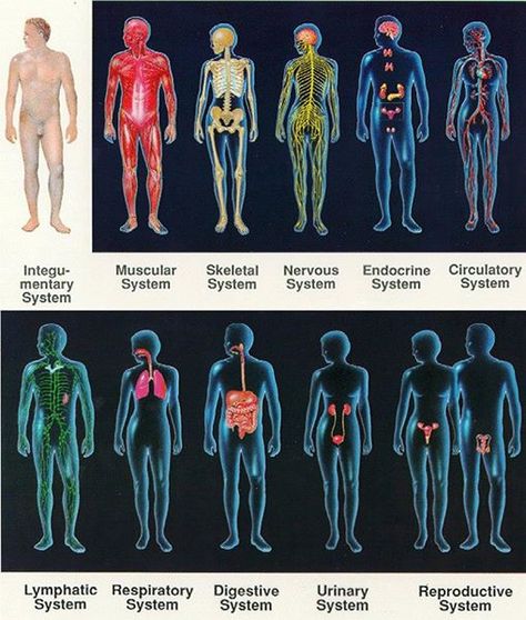 The body can be divided into 11 organ systems, but all work together and the boundaries between them aren’t absolute. Exocrine Gland, Visual Spatial, Integumentary System, Organ System, Muscular System, Body Therapy, Human Body Systems, Human Anatomy And Physiology, Cleanse Your Body