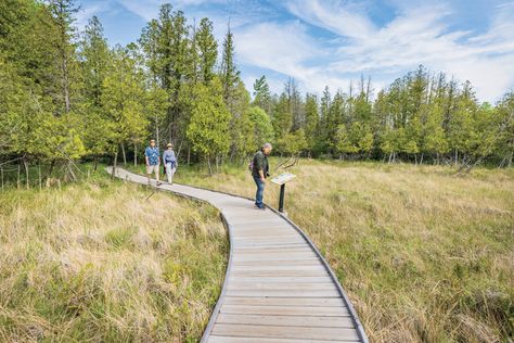 Visit Ohio’s Oldest Nature Preserve Ohio Waterfalls, Best Romantic Getaways, Northern White Cedar, Long Weekend Trips, Ohio Travel, White Cedar, Water Adventure, Nature Preserve, Nature Center