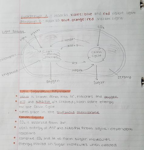 light-dependant reactions & calvin cycle Calvin Cycle Notes, Light Dependent Reaction, Calvin Cycle, Beginner Henna, Study Biology, Ap Biology, Beginner Henna Designs, Biology Notes, Photosynthesis