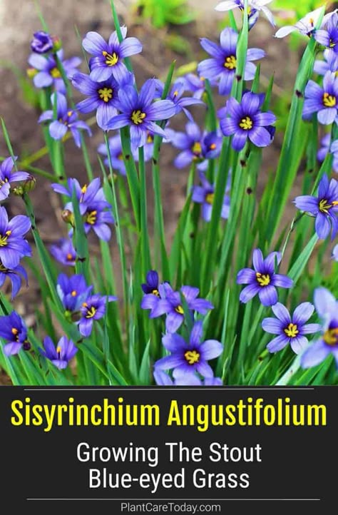 Sisyrinchium Angustifolium (Stout Blue-eyed Grass Plant) ornamental violet-blue flowers, narrow-leaf foliage, herbaceous perennial, grass-like. [DETAILS] Grass With Purple Flowers, Blue Eyed Grass Perennials, Biodiverse Lawn, Flowering Grasses, Low Maintenance Perennials, Perennials Low Maintenance, Blooming Perennials, Grass Growing, Long Blooming Perennials