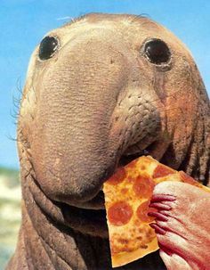 Seal Meme, Weird Looking Animals, Elephant Seals, Animal Eating, Elephant Seal, Weird Images, Eat Pizza, A Miracle, Still Standing