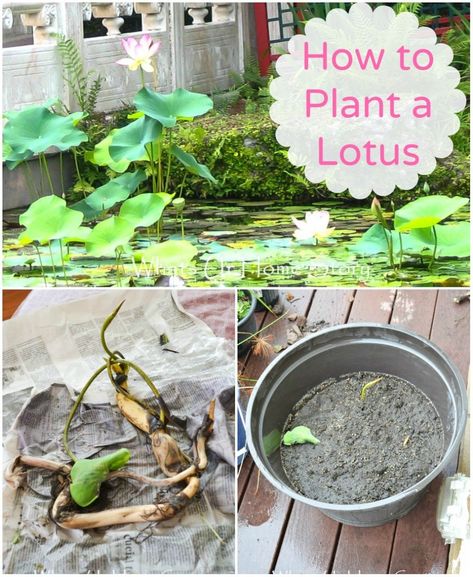 Water Garden Plants, Container Water Gardens, Lotus Garden, Taman Air, Backyard Garden Diy, Indoor Water Garden, Lotus Plant, Pond Plants, Hay Bales