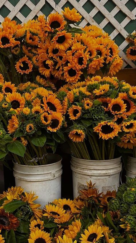 Boquette Flowers, Sunflower Wallpaper, Nothing But Flowers, Flower Therapy, Beautiful Bouquet Of Flowers, Happy Flowers, Luxury Flowers, On The Ground, Mellow Yellow