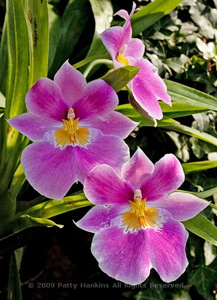 Miltonia Orchids © 2009 Patty Hankins Miltonia Orchid, Kingdom Plantae, Orchid Tattoo, Plant Fungus, Exotic Orchids, Wonderful Flowers, Orchid Care, Purple Orchids, Orchid Plants