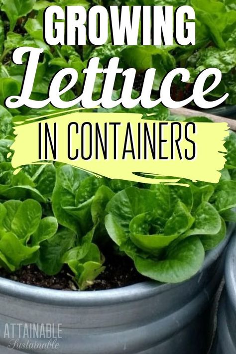 Planting Lettuce In Pots, Growing Lettuce In Pots, Lettuce Garden Ideas, Planting Lettuce In Containers, Growing Lettuce In Containers, Potted Vegetables, Lettuce In Containers, Romaine Lettuce Growing, Growing In Containers