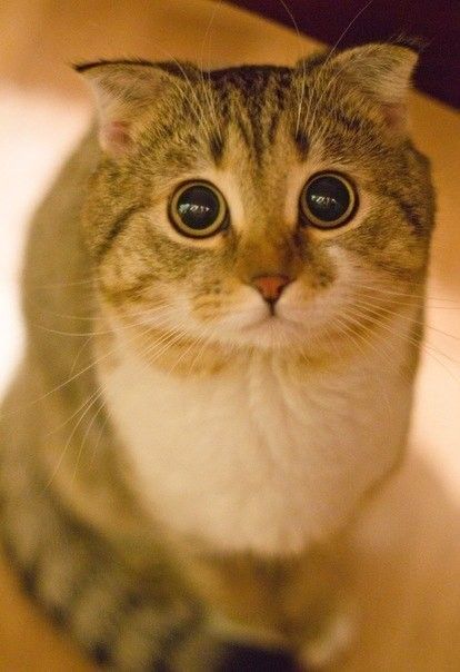 Look into my eyes! Big Pupils, Ernst Hemingway, Domestic Cat, Shrek, Beautiful Cats, Crazy Cats, Cat Pics, Cat Love, Cool Cats