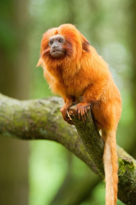 Golden lion tamarin. Cute golden lion tamarin (Leontopithecus rosalia , #spon, #tamarin, #lion, #Golden, #Cute, #rosalia #ad Golden Lion Tamarin, Arte Jazz, Types Of Monkeys, Monkey World, Monkey Animal, Horror Comic, Golden Lions, List Of Animals, Pet Monkey