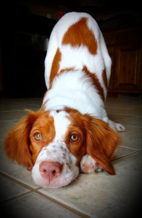 Bretón español Brittany Puppies, Healthiest Dog Breeds, Brittany Spaniel Dogs, Brain Activity, Dogs Breeds, Springer Spaniels, Brittany Spaniel, Labrador Retriever Puppies, Interactive Dog Toys