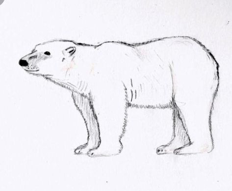 Polar Bear Sketch, Bear Sketches, Polar Bear Tattoo, Polar Bear Drawing, Polar Bear Cartoon, Polar Bear Illustration, Bear Sketch, Exotic Animals As Pets, Pets Wallpaper