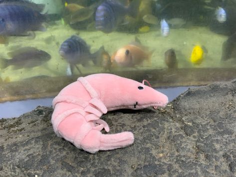 Jellycat Shrimp, Shrimp Fursona, Shrimp Plushie, Fish Plush, Shrimp Memes Funny, Jelly Cat, The Aquarium, Crustaceans, Cat 2