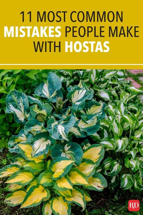 Hosta Care, Tattoo Plant, Hosta Varieties, Shade Loving Perennials, Shade Garden Plants, Hosta Gardens, Hosta Plants, Decoration Plante, Garden Yard Ideas