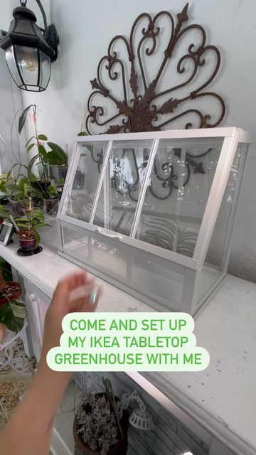 Rachel- Houseplants and Home Decor on Instagram: "I’ve been thinking about getting one of the IKEA Greenhouse Cabinets, but thought I’d try out this small one first. It’s the Akerbar greenhouse and I got one in white and a slightly larger one in black. I started off simple and may add some weather stripping and a small fan in the future if the humidity doesn’t hold. What do you think? I’d love any tips if you have this cabinet. . . . . . . . . . . . . . #ikeahacks #ikeagreenhousecabinet #plantm Ikea Terrarium Hack, Ikea Greenhouse Cabinet Fabrikor, Tabletop Greenhouse Decor, Indoor Greenhouse Cabinet Ikea, Diy Small Indoor Greenhouse, Indoor Herb Greenhouse, Mini Green House Ideas, Mini Greenhouse Decor, Ikea Socker Greenhouse Ideas